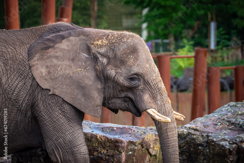 elephant in zoo