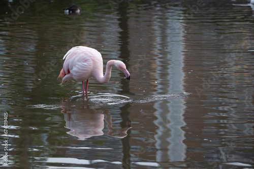 flamingo in the water