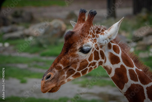 giraffe in the zoo