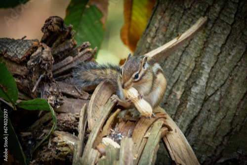 squirrel in the tree