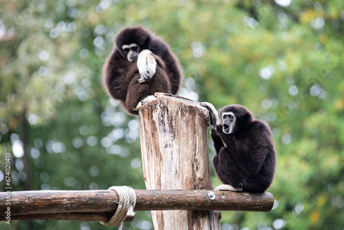 black and white lemur