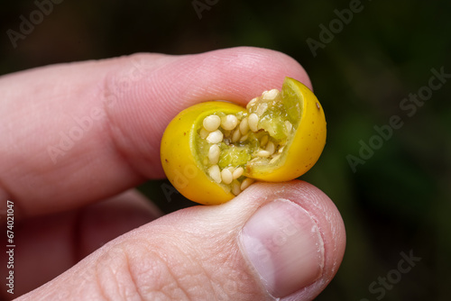 carolina horsenettle fruit