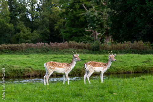 Fototapeta Naklejka Na Ścianę i Meble -  herd of deer in the meadow, Image shows a small herd of does resting and relaxing on the grass by a river in the Netherlands, taken October 2023