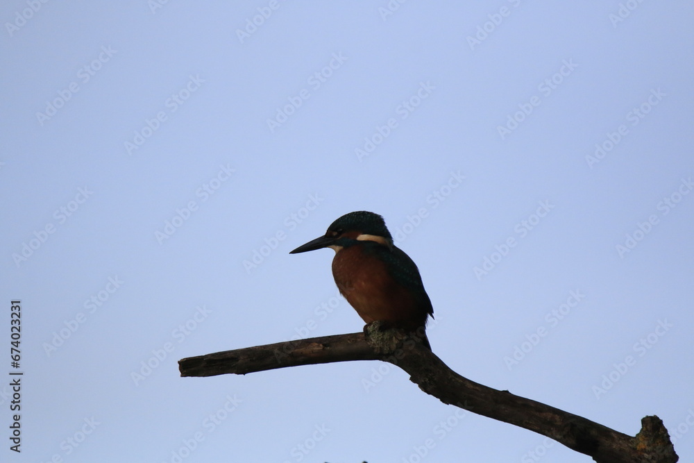 Fototapeta premium Eisvogel (Alcedo atthis)