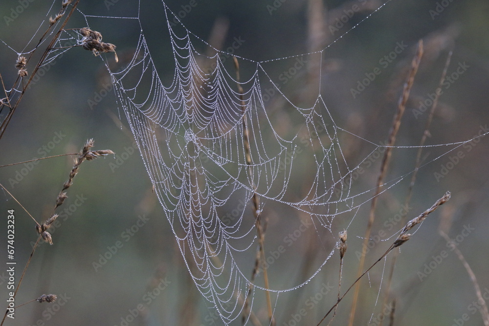 Gefrorenes Spinnennetz (Spider web)