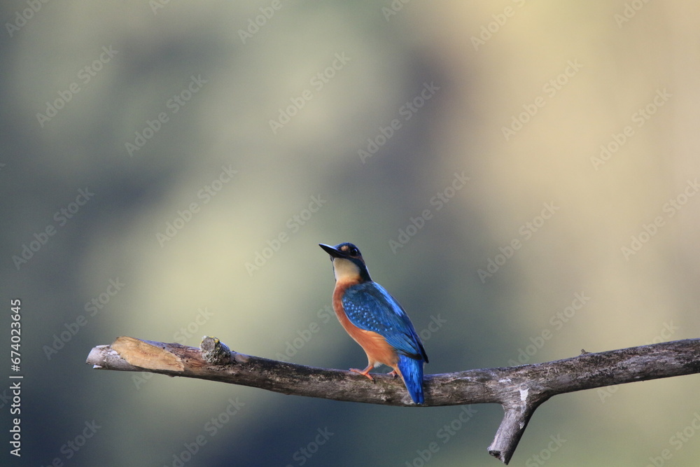 Fototapeta premium Eisvogel (Alcedo atthis)