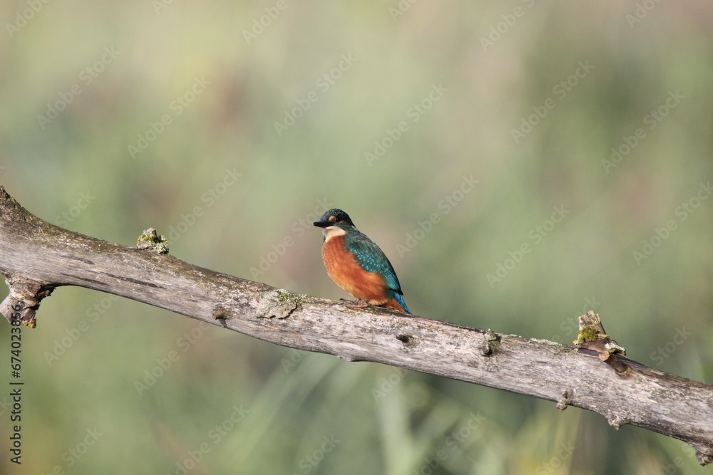 Fototapeta premium Eisvogel (Alcedo atthis)