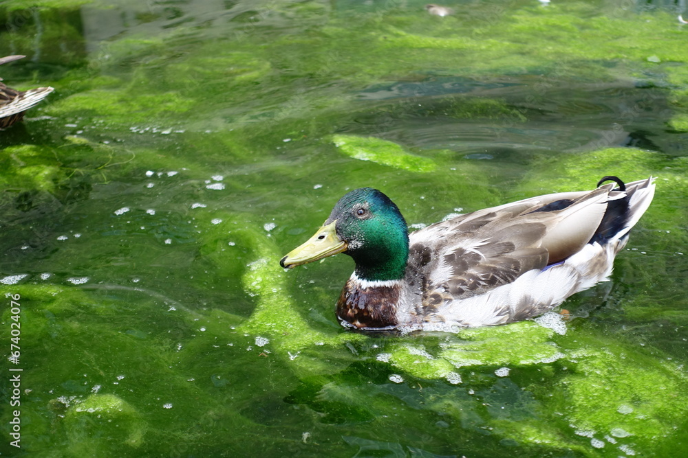 Obraz premium Stockente