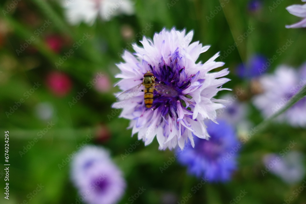 Blume Blume