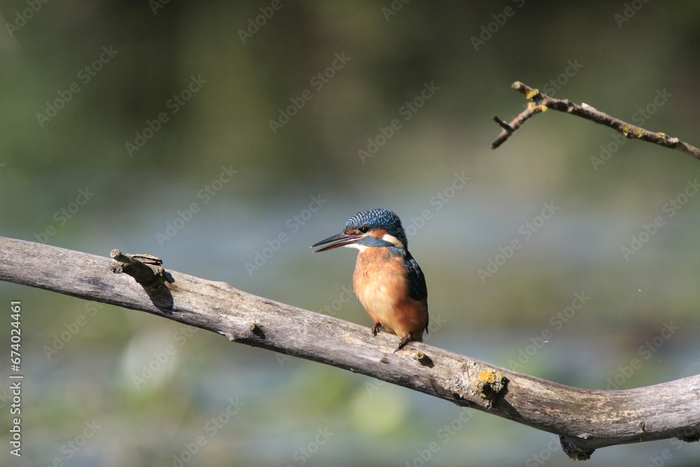 Fototapeta premium Eisvogel (Alcedo atthis)