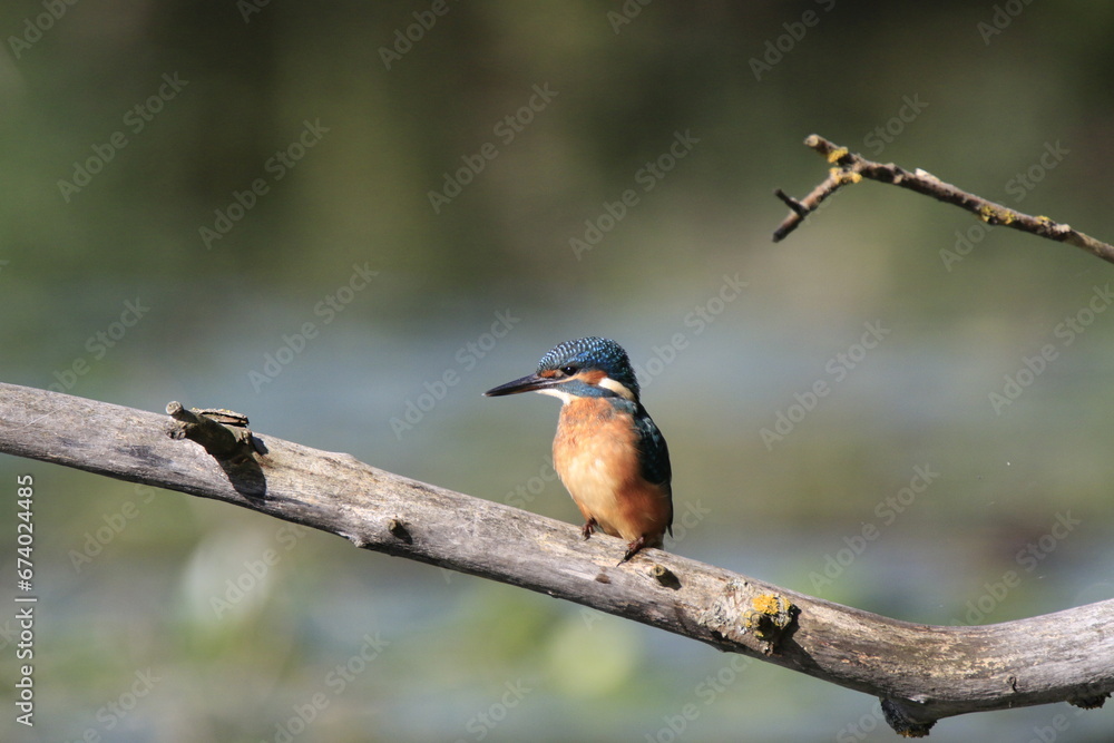 Fototapeta premium Eisvogel (Alcedo atthis)