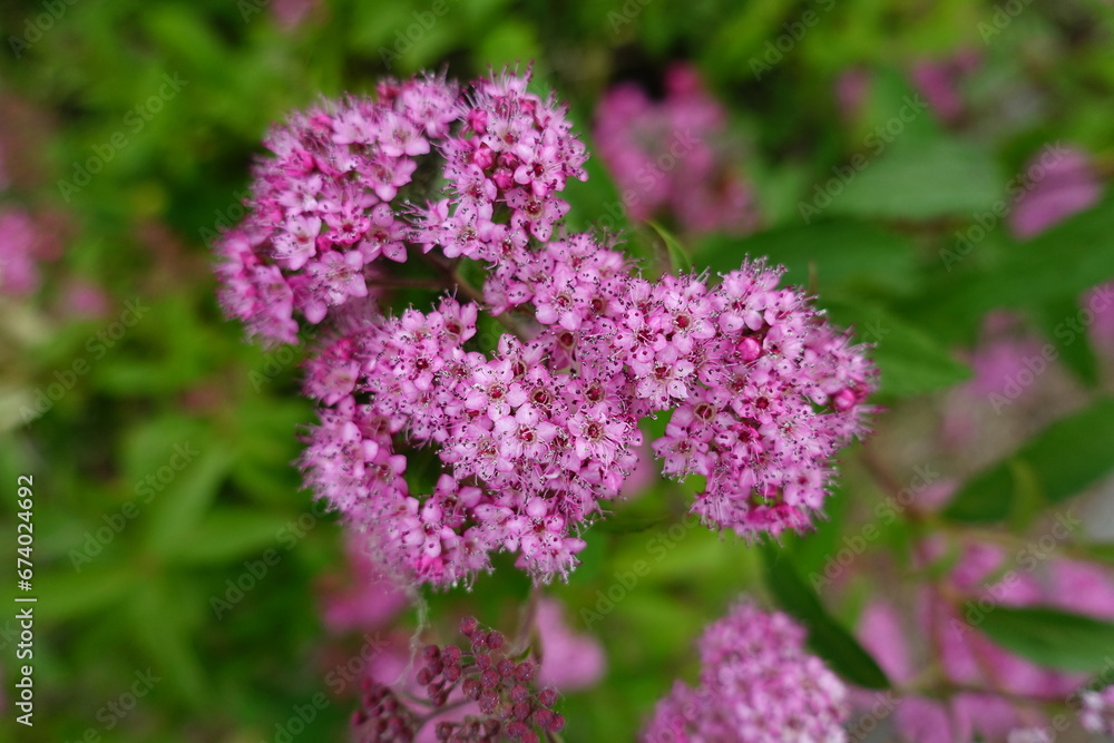 Blume Blume