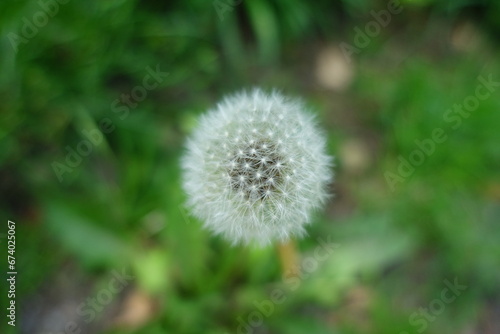 Pusteblume