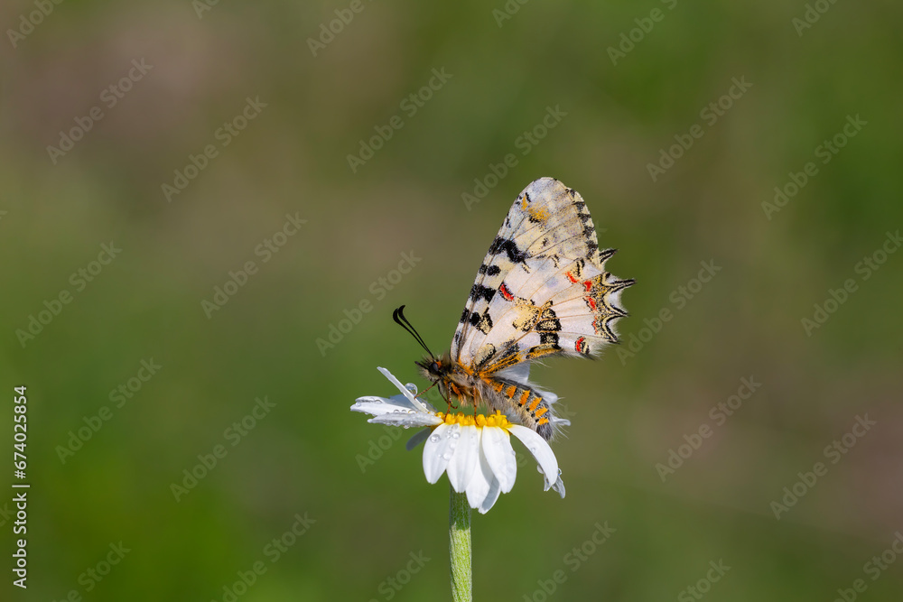 scalloped butterfly on flower, Eastern Steppe Festoon, Zerynthia deyrollei scalloped butterfly on flower, Eastern Steppe Festoon, Zerynthia deyrollei