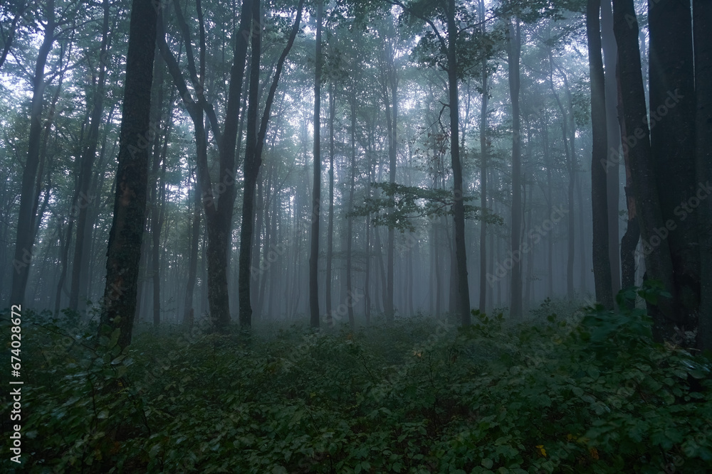 Obraz premium Dark, foggy autumn forest. Dark silhouettes of trees. Gloomy mood, mysterious forest