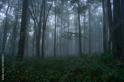 Dark, foggy autumn forest. Dark silhouettes of trees. Gloomy mood, mysterious forest © Rejdan
