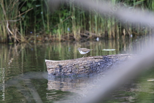 Flussuferläufer (Actitis hypoleucos) photo