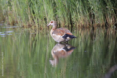 Nilgans (Alopochen aegyptiaca) © Alina