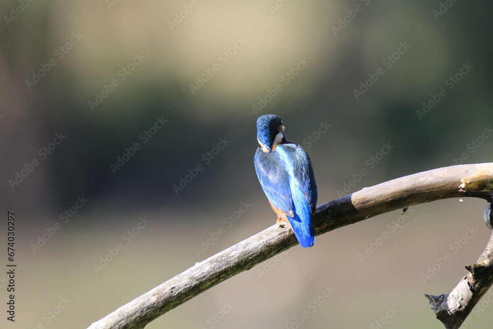 Obraz premium Eisvogel (Alcedo atthis)