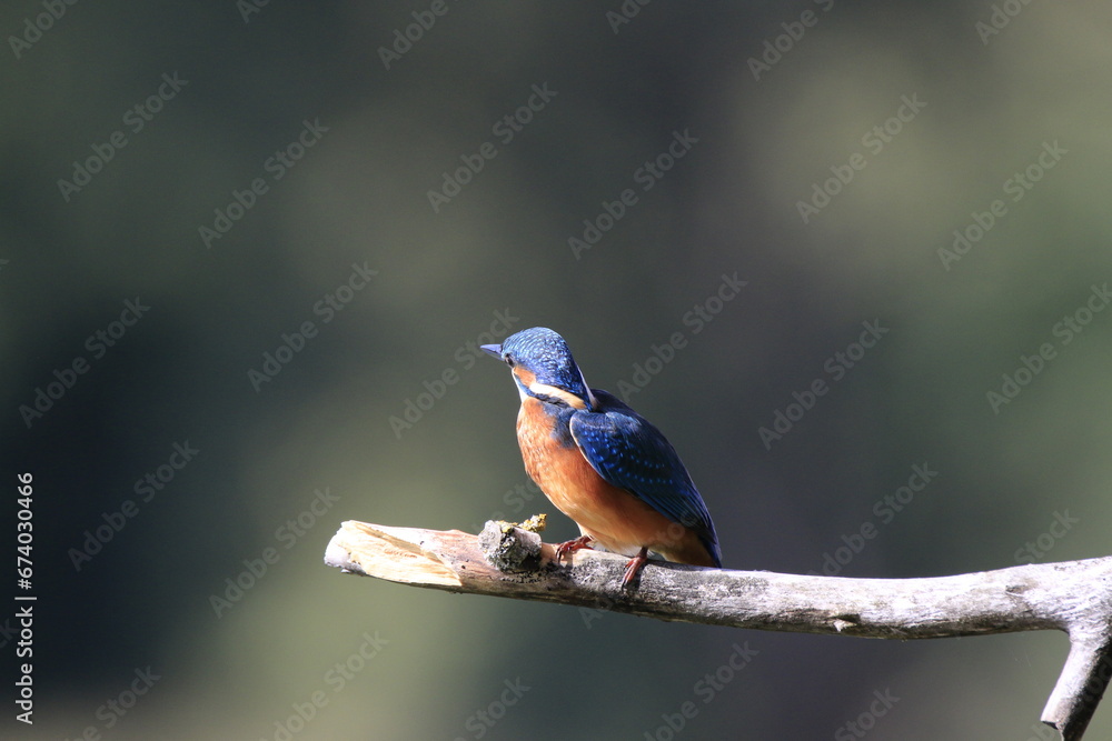 Fototapeta premium Eisvogel (Alcedo atthis)