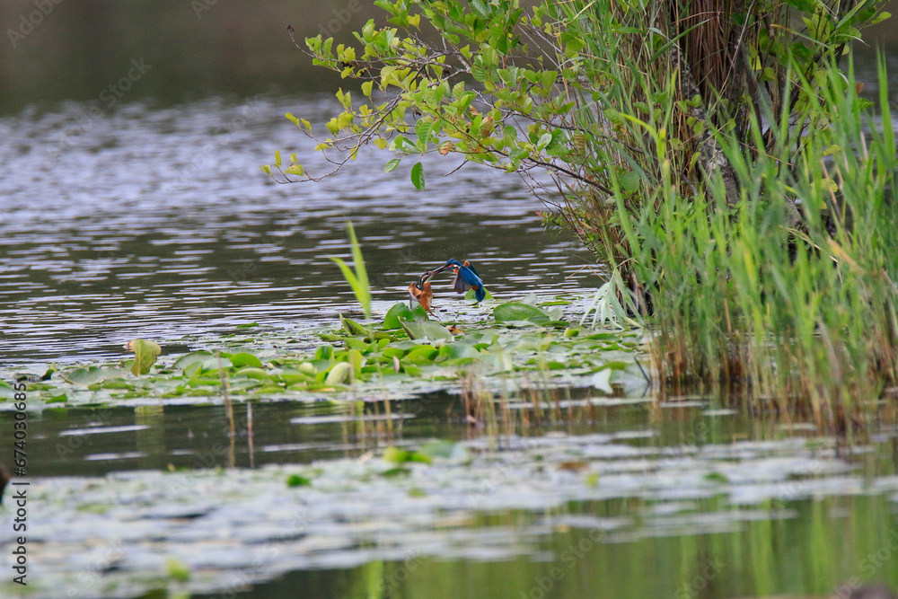 Fototapeta premium Eisvogel (Alcedo atthis)