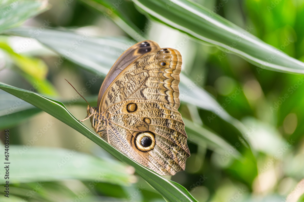 Fototapeta premium large butterfly with eyes on leaf