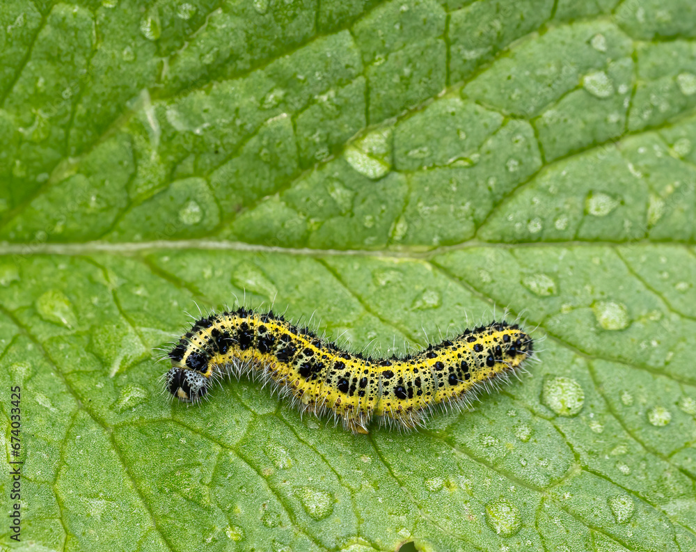 caterpillar on leaf caterpillar on leaf
