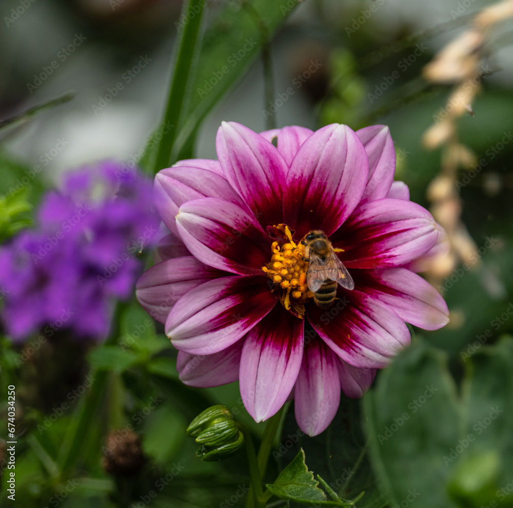 Close-up photo of a stunning dahlia flower in full bloom. The deep petals contrast beautifully with the lush green foliage in the background, creating a vibrant and captivating image Close-up photo of a stunning dahlia flower in full bloom. The deep petals contrast beautifully with the lush green foliage in the background, creating a vibrant and captivating image