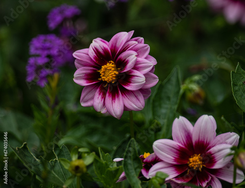 Close-up photo of a stunning dahlia flower in full bloom. The deep petals contrast beautifully with the lush green foliage in the background, creating a vibrant and captivating image