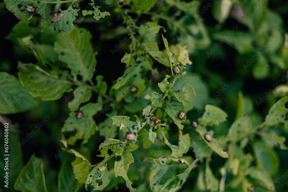 Colorado bugs on potato leaves, decaying potatoes, concept of lack of food, hunger disaster Colorado bugs on potato leaves, decaying potatoes, concept of lack of food, hunger disaster