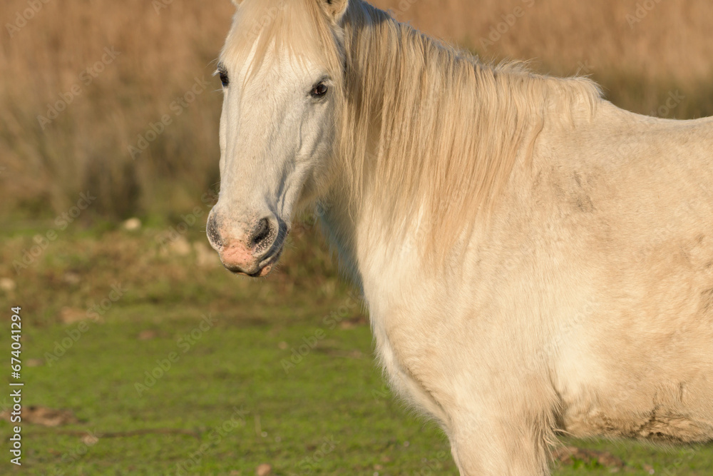portrait of white horse looking at camera, portrait of white horse looking at camera,