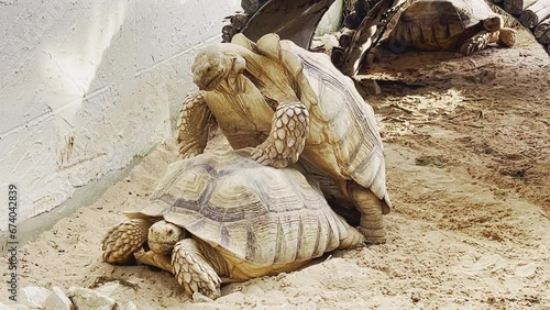 Close up 4K of two African spurred tortoises, sulcata, are breeding during mating season in zoo which is important for conservation and  protection of these incredible creature, endangered species.