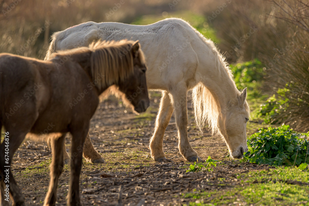 two autochthonous horses from mallorca balearic islands eating grass