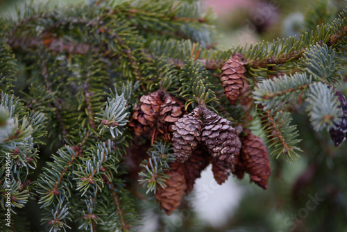 silver fir with cones in outdoor park in autumn