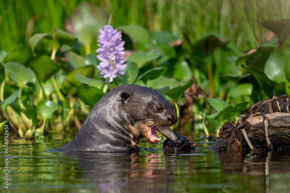 giant river otter giant river otter