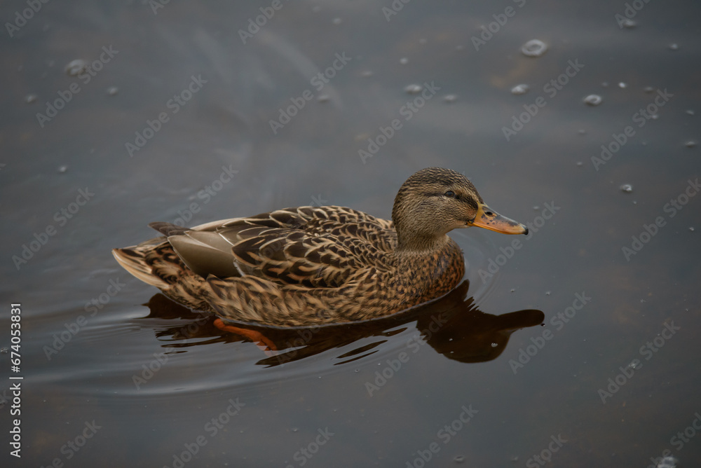 beautiful brown duck in outdoor park lake in autumn beautiful brown duck in outdoor park lake in autumn