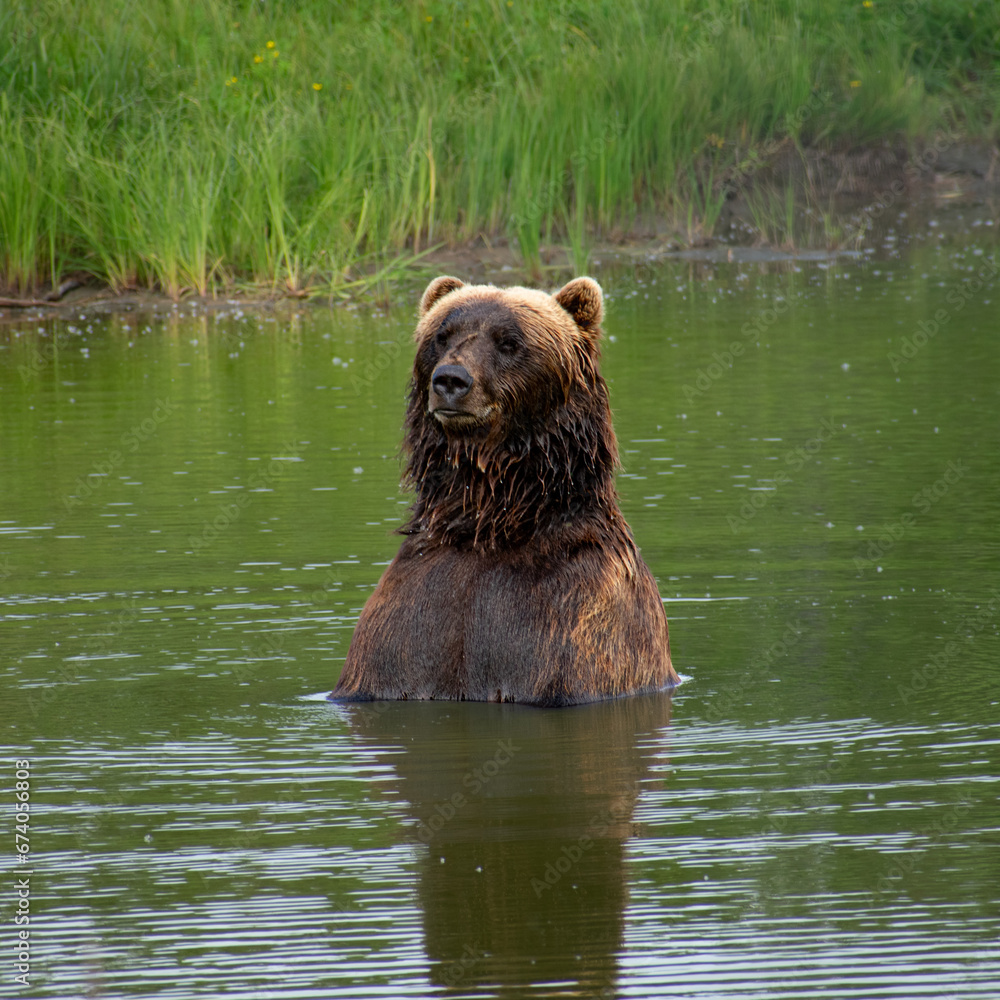 a large brown bear standing in a body of water a large brown bear standing in a body of water