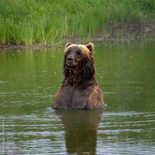 a large brown bear standing in a body of water © John