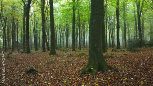 Drone of misty atmospheric autumnal forest