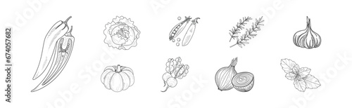 Sketch Garden Vegetable and Fresh Agricultural Crop Vector Set