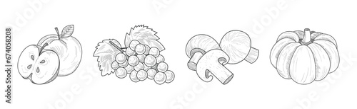 Sketch Garden Vegetable and Fresh Agricultural Crop Vector Set