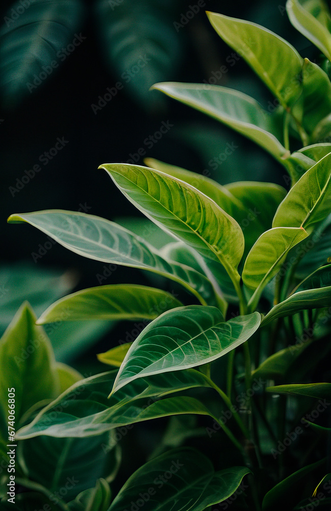 Obraz premium a close up of a green plant with leaves