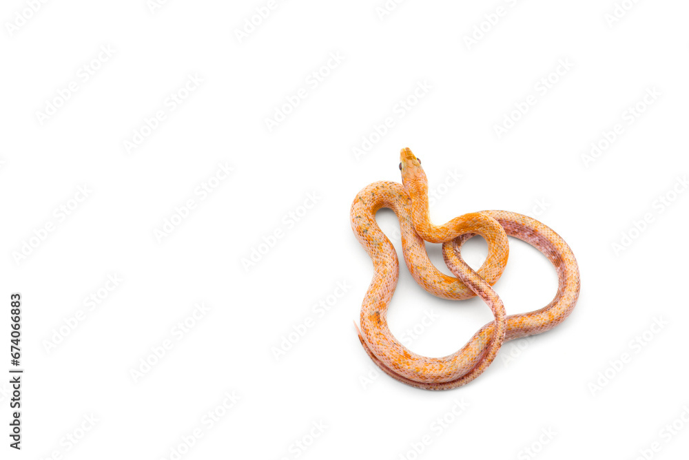 Beauty rat Snake isolated on white background Beauty rat Snake isolated on white background