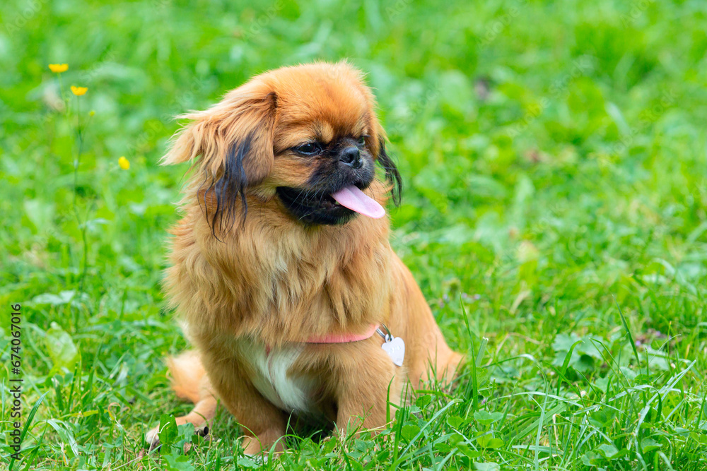 Young funny Pekingese on a green field
smiles.