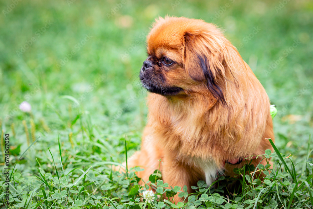 Young funny Pekingese playing on a green field..
