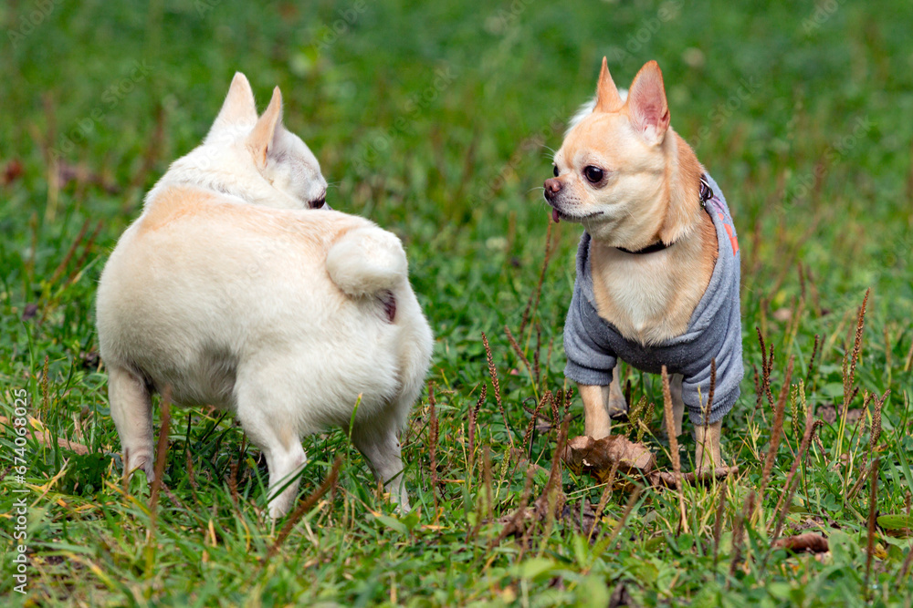 Two Chihuahua dogs play on a green field.