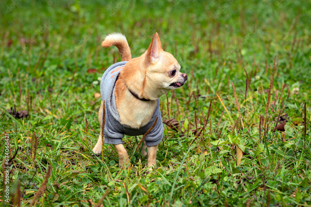 Chihuahua dog playing on a green field..
