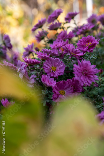 purple autumn flowers