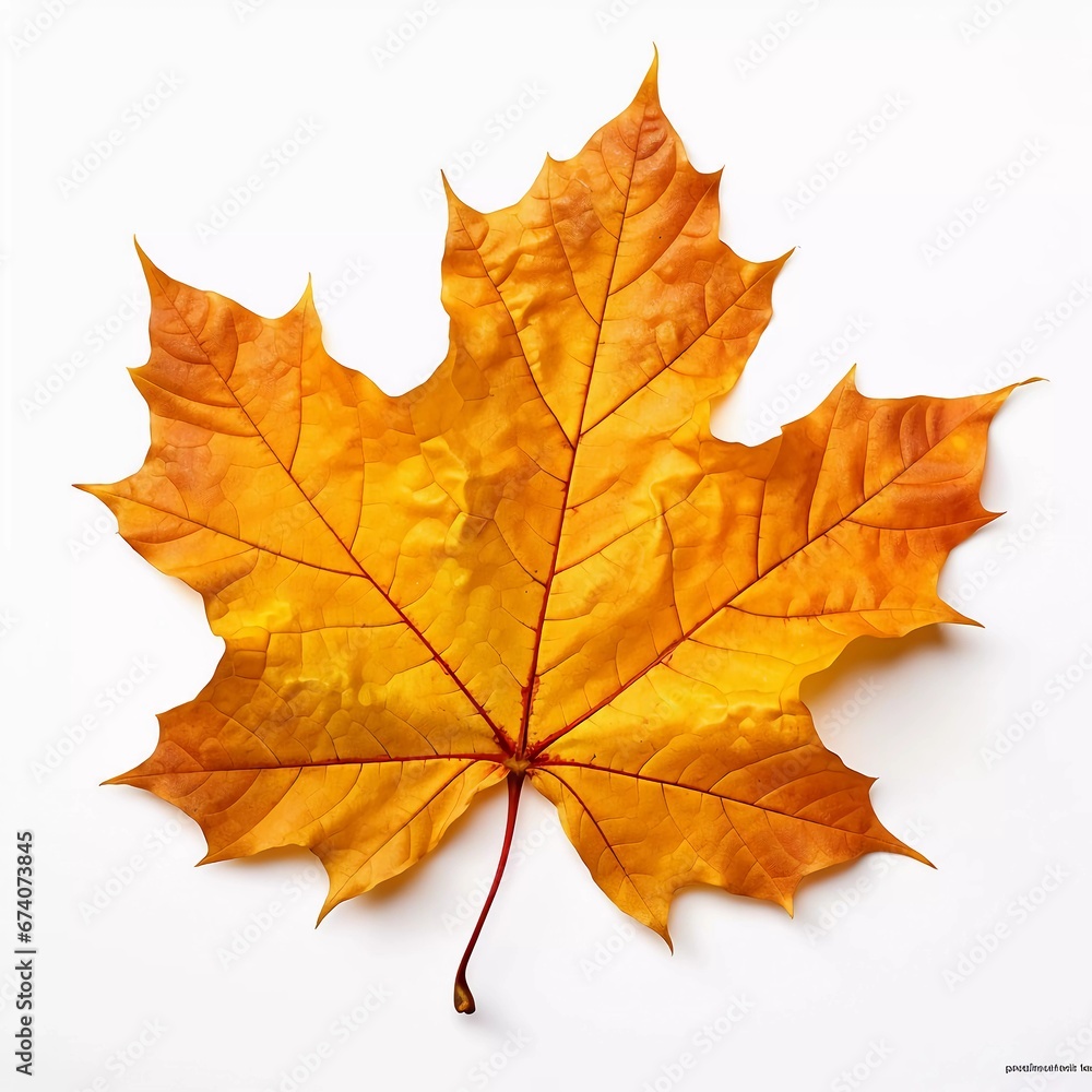 Autumn leaves on isolated white background Autumn leaves on isolated white background