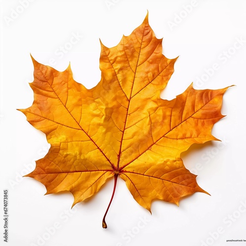 Autumn leaves on isolated white background